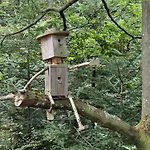 Bollenhut 1 *
